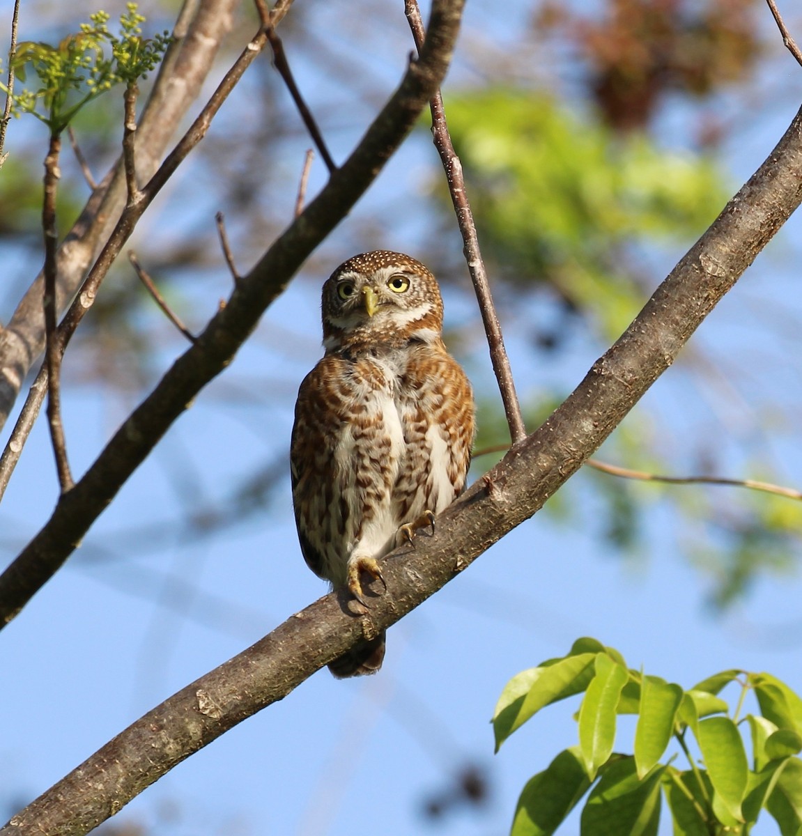 Cuban Pygmy-Owl - ML559939961