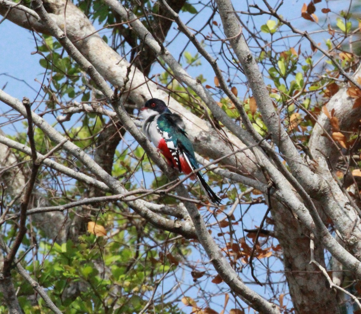 Cuban Trogon - ML559940151