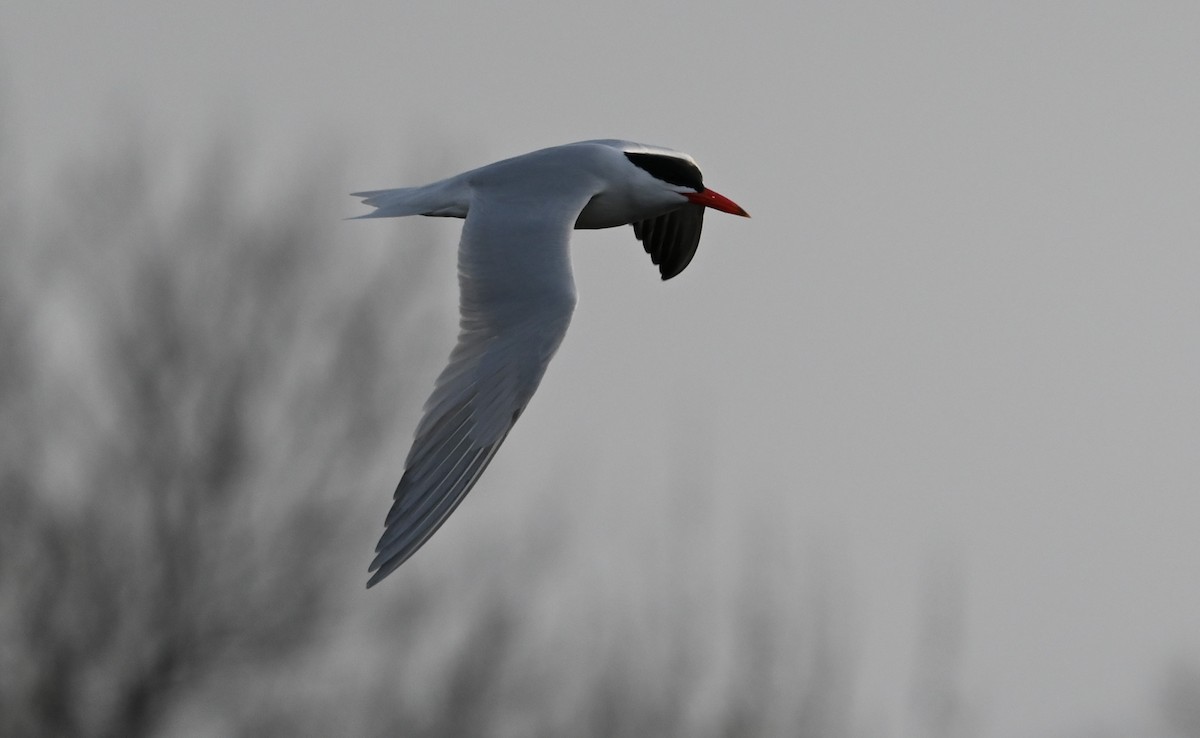 Caspian Tern - ML559940221