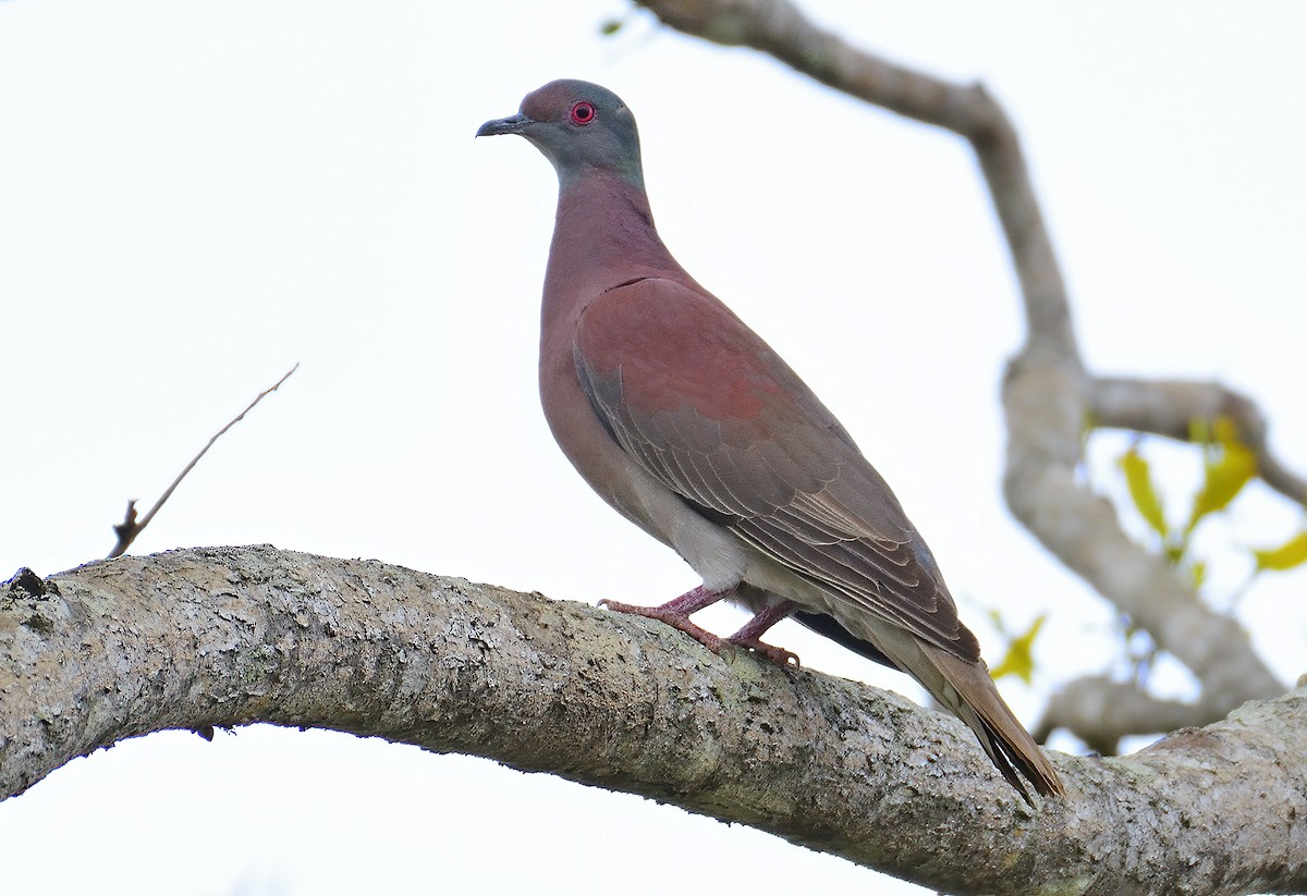 Pale-vented Pigeon - Ad Konings