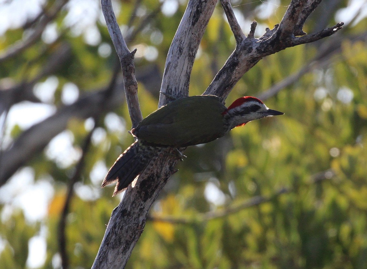 Cuban Green Woodpecker - ML559940441