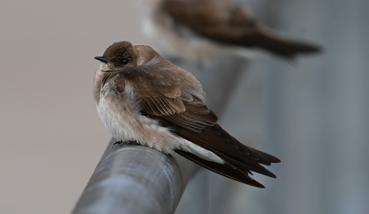 Northern Rough-winged Swallow - ML559940461