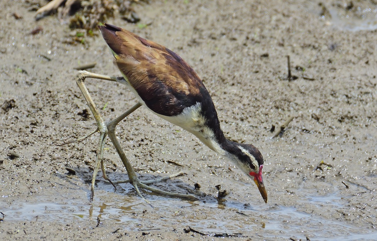 Wattled Jacana - Ad Konings