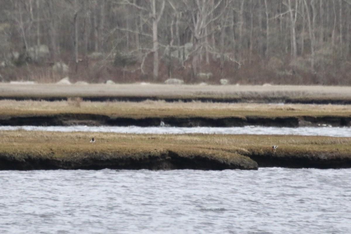 American Oystercatcher - ML559941331