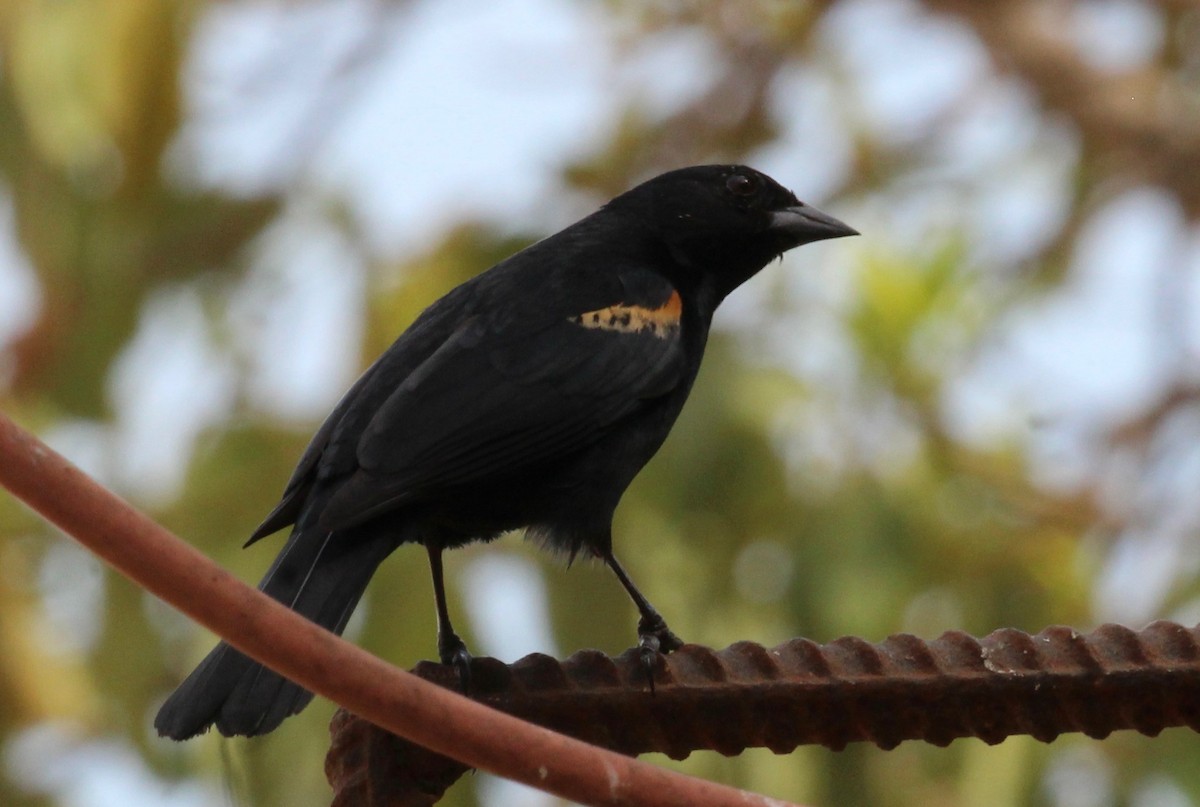 Tawny-shouldered Blackbird - ML559941481