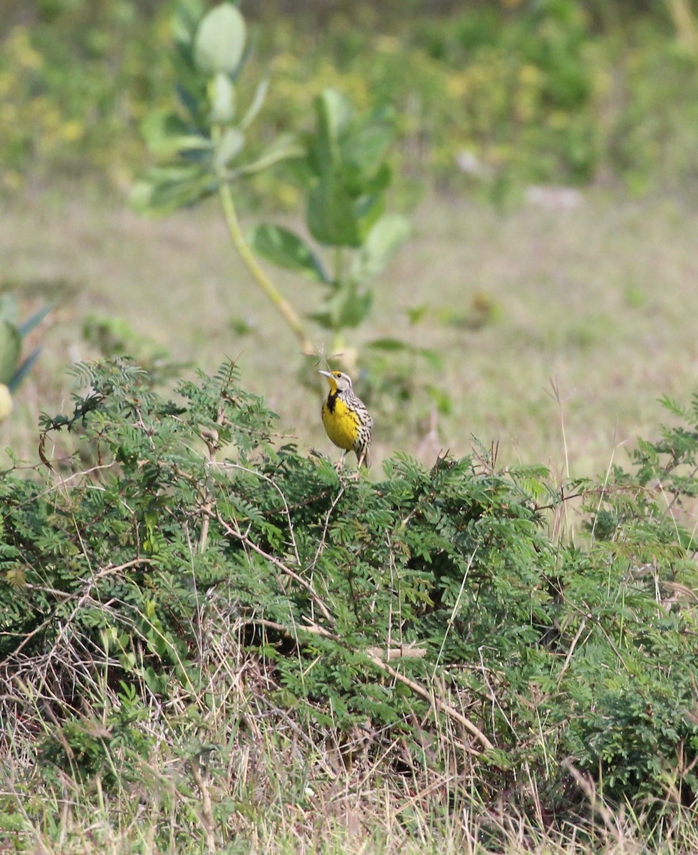 Eastern Meadowlark - Sue Denoncourt