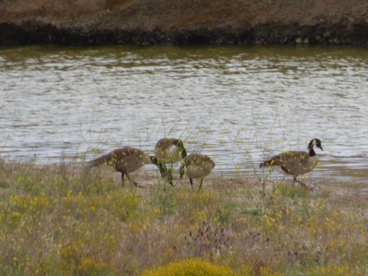 Canada Goose - ML55994261