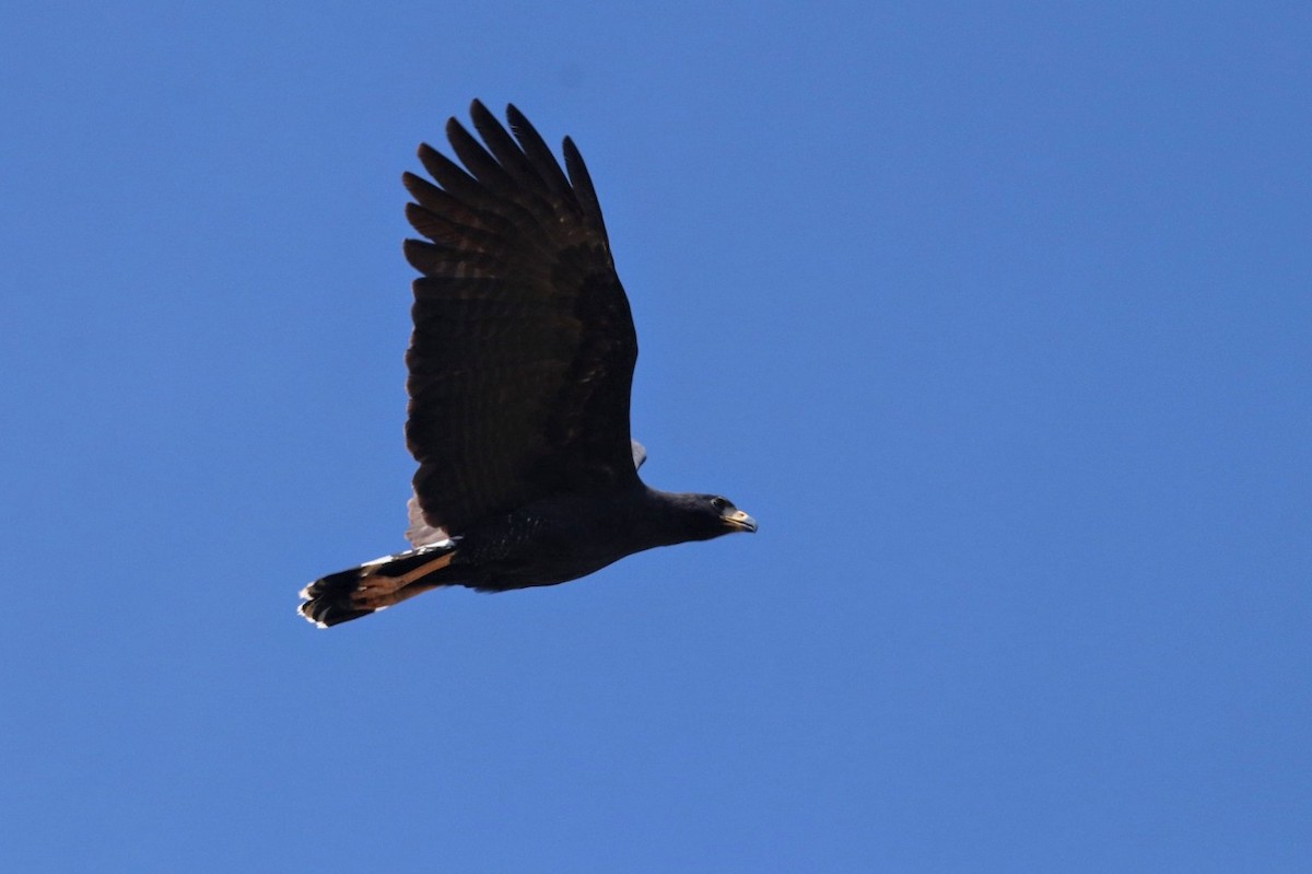 Great Black Hawk - Jonathan Vargas