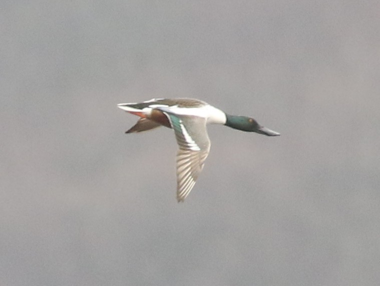 Northern Shoveler - ML559942681