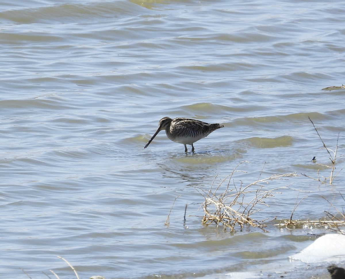 Wilson's Snipe - ML559942701