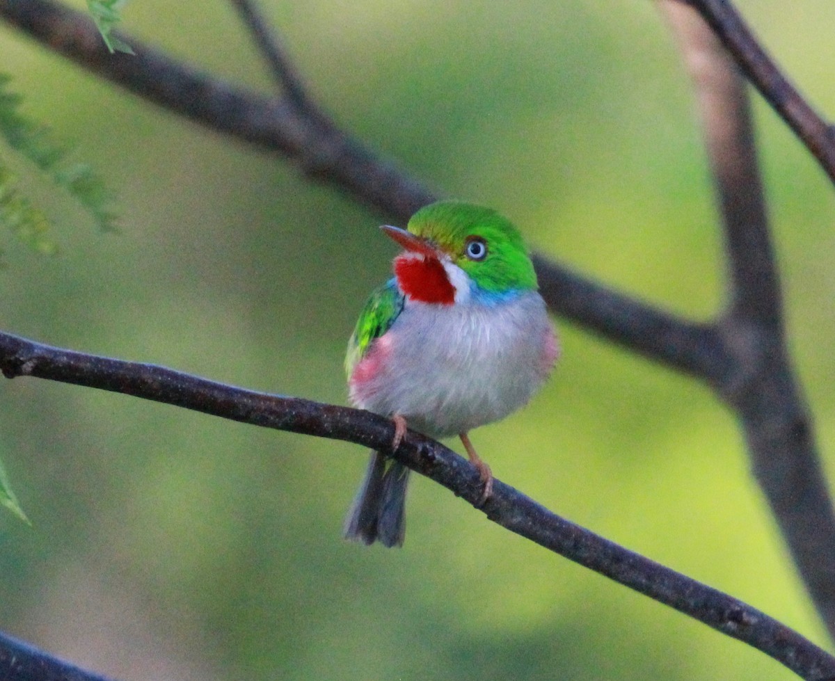 Cuban Tody - ML559942741