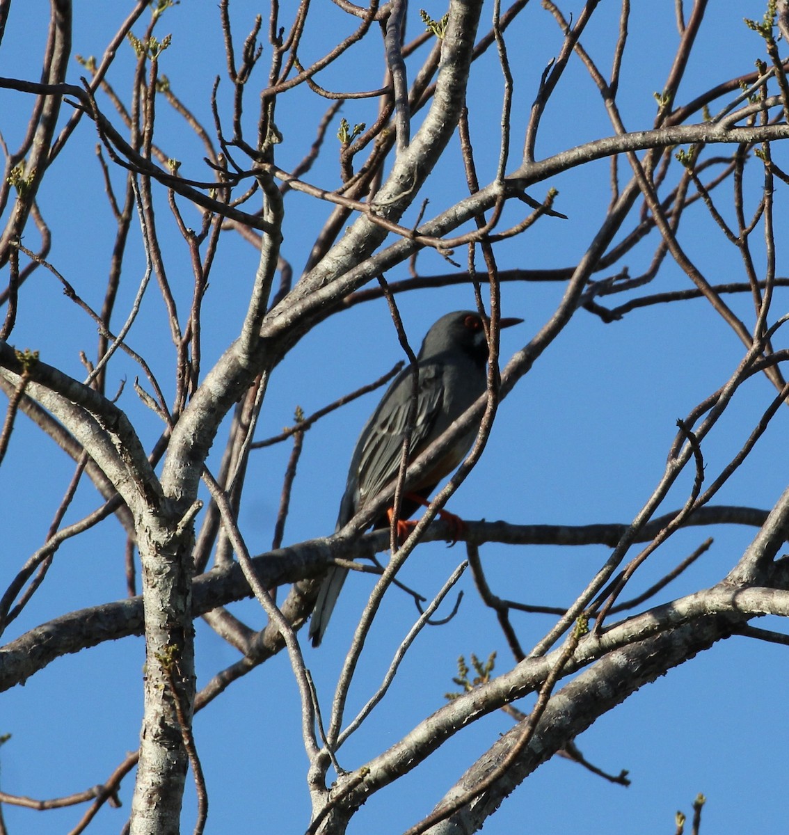 Red-legged Thrush - ML559943161