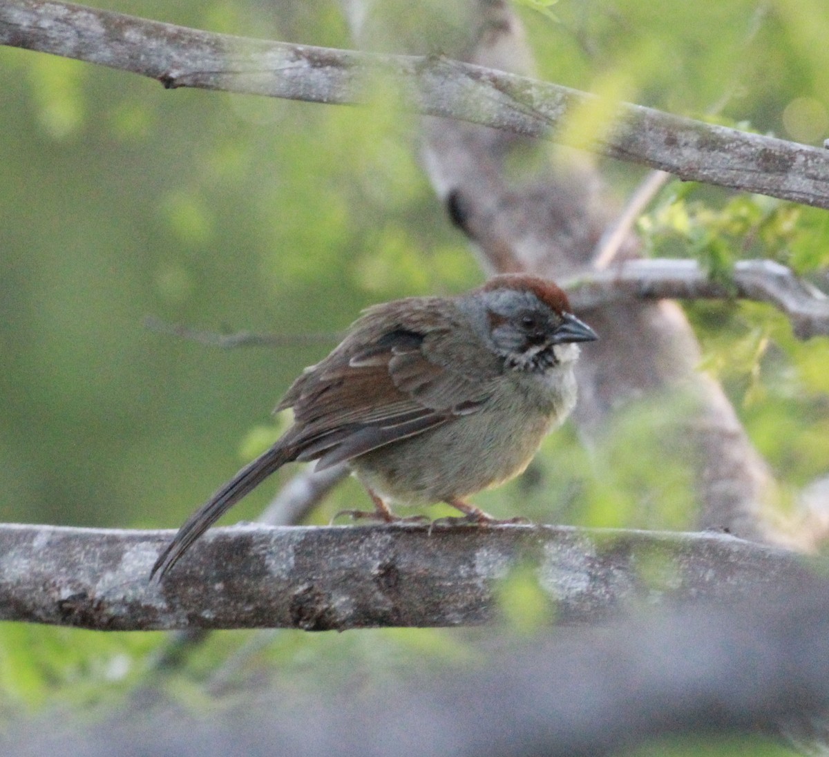 Zapata Sparrow - ML559943281