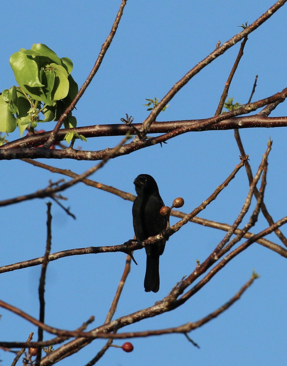 Cuban Bullfinch - ML559943611