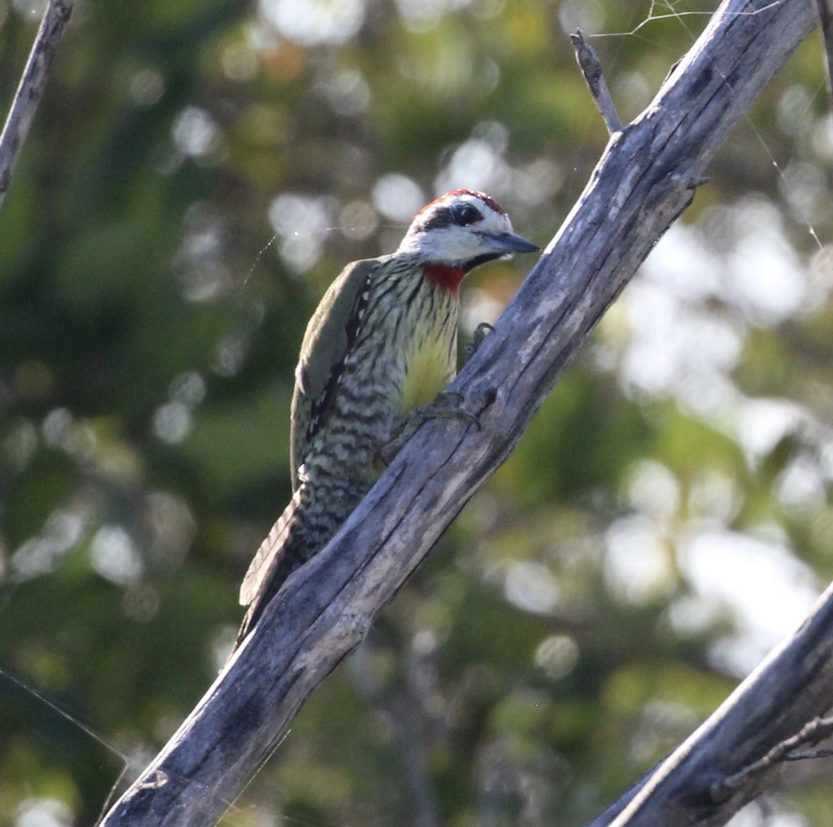 Cuban Green Woodpecker - ML559943841