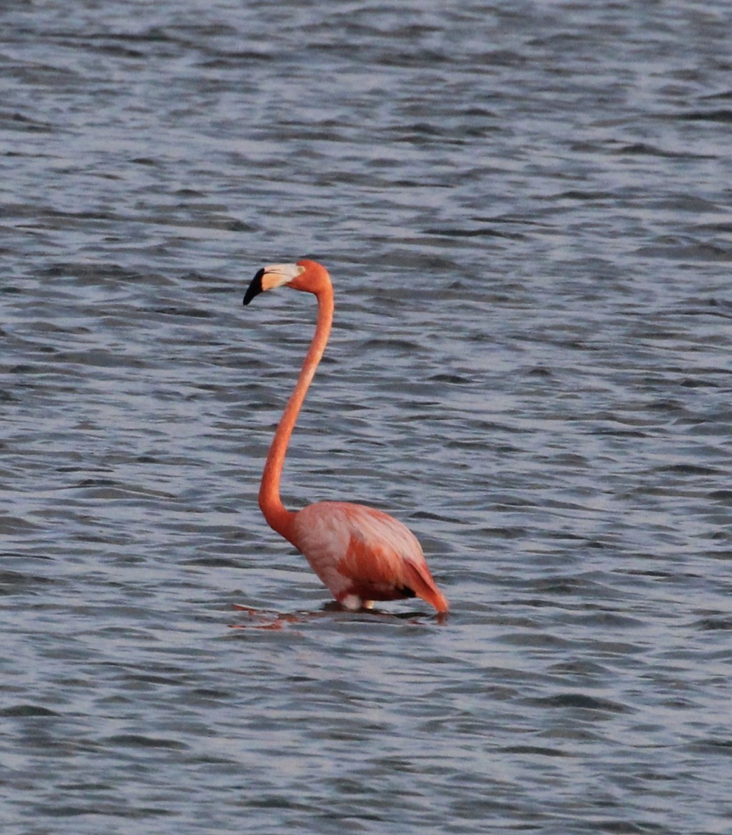 American Flamingo - ML559944191