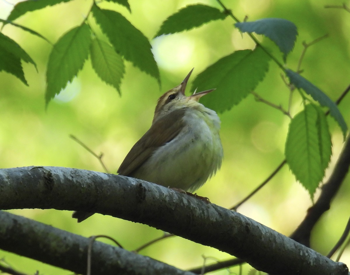 Swainson's Warbler - ML559944461