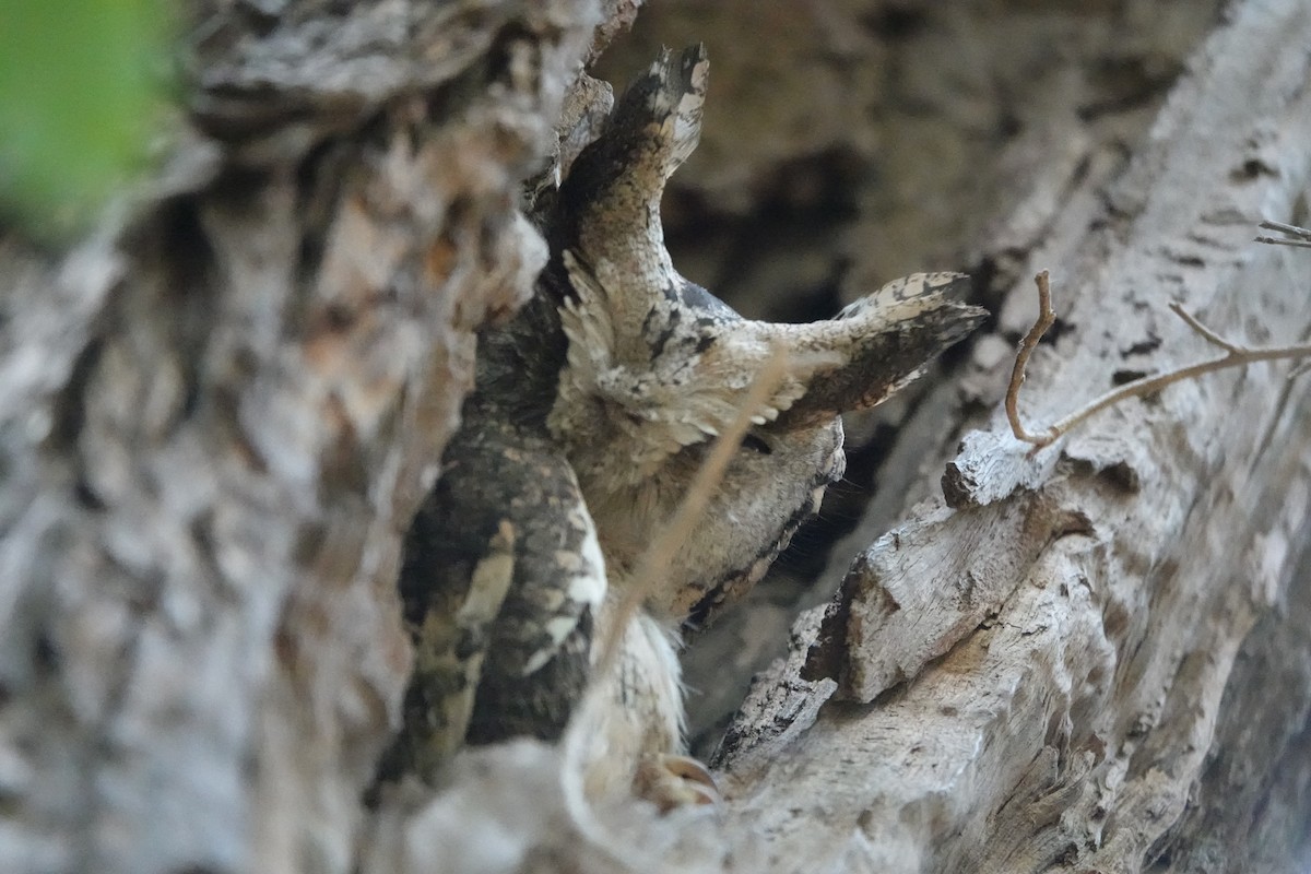 Indian Scops-Owl - ML559944581