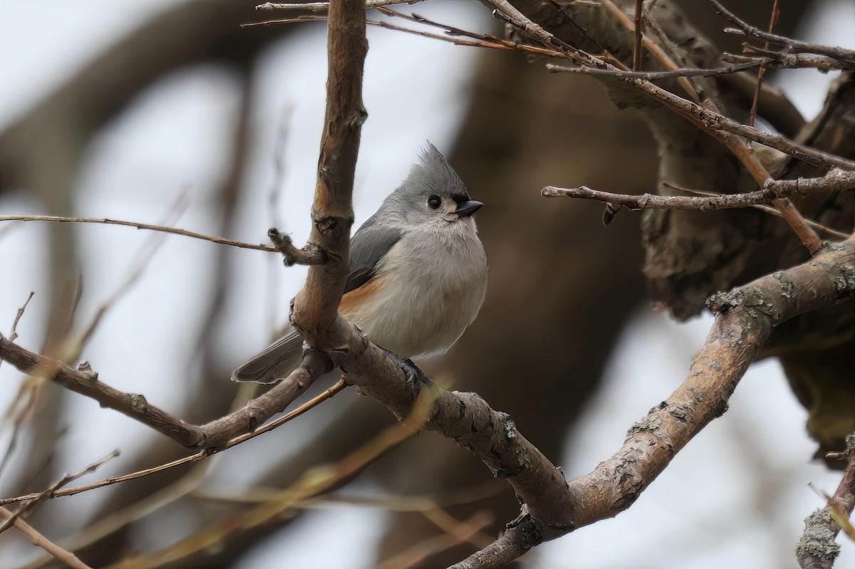 Tufted Titmouse - ML559945381