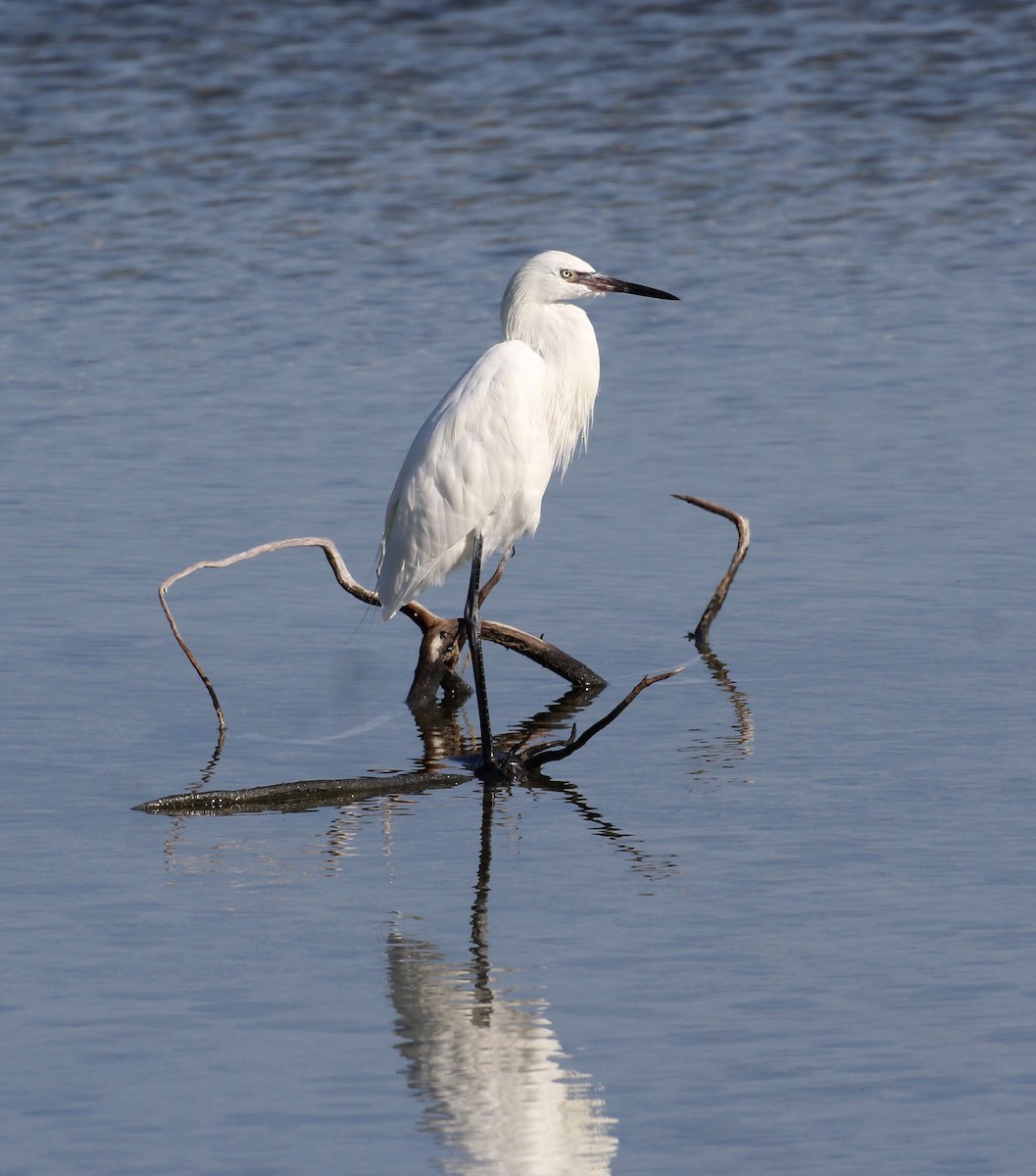 Reddish Egret - ML559945731