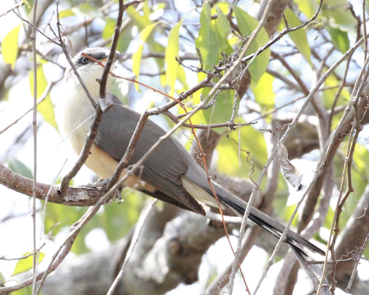 Mangrove Cuckoo - Sue Denoncourt