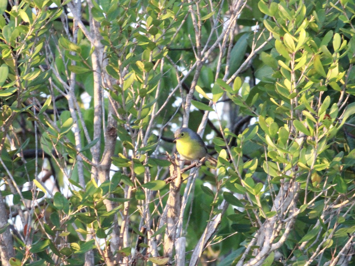 Oriente Warbler - Sue Denoncourt