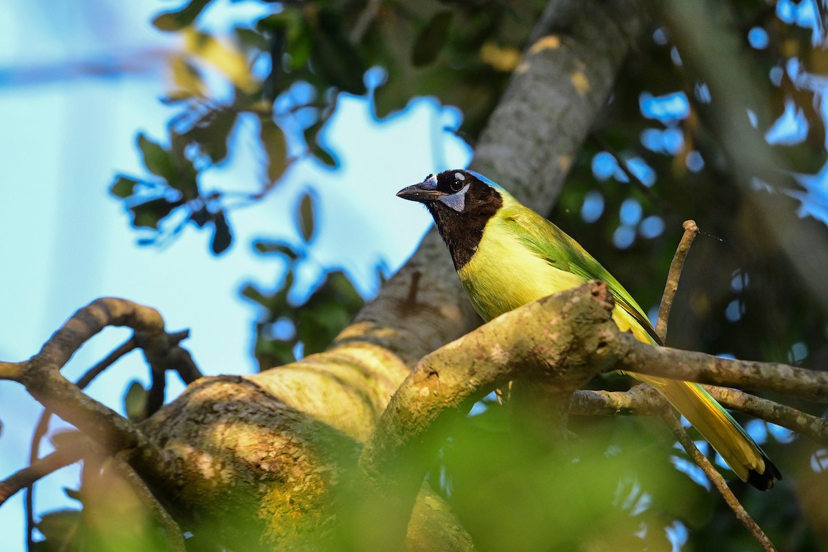 Green Jay - ML559947491