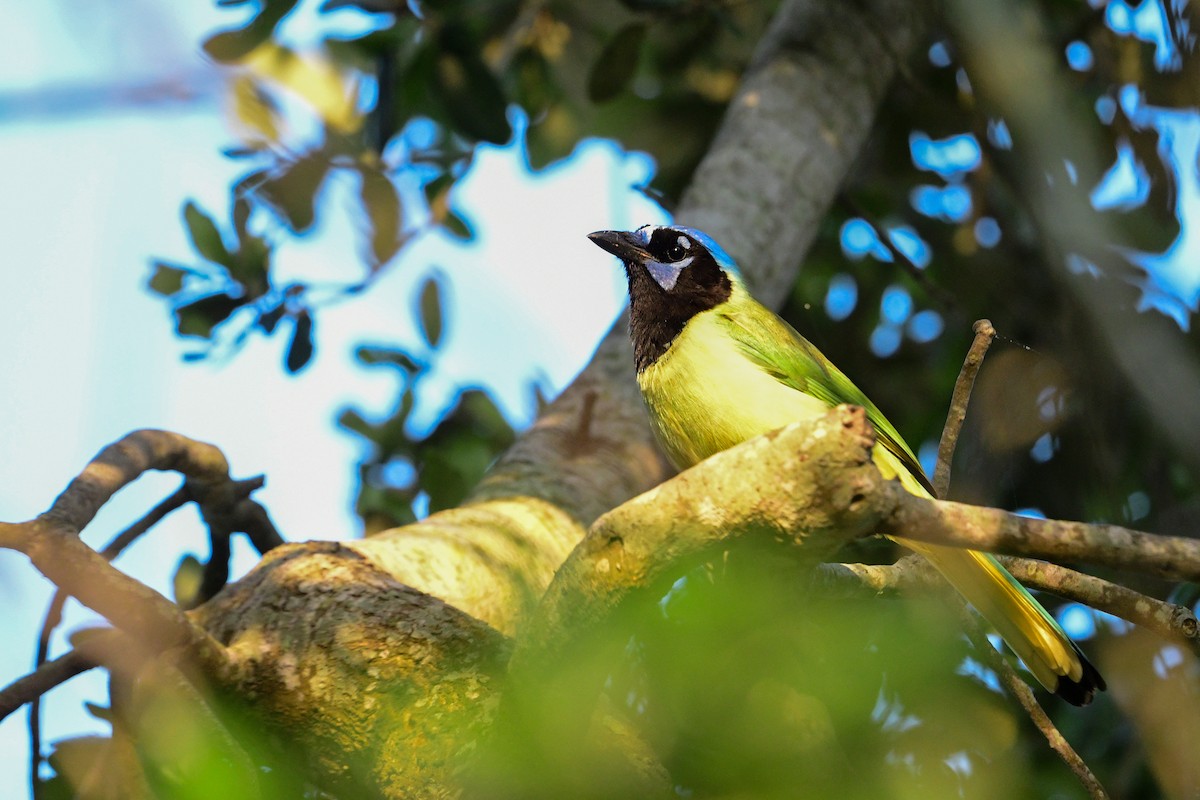 Green Jay - ML559947501