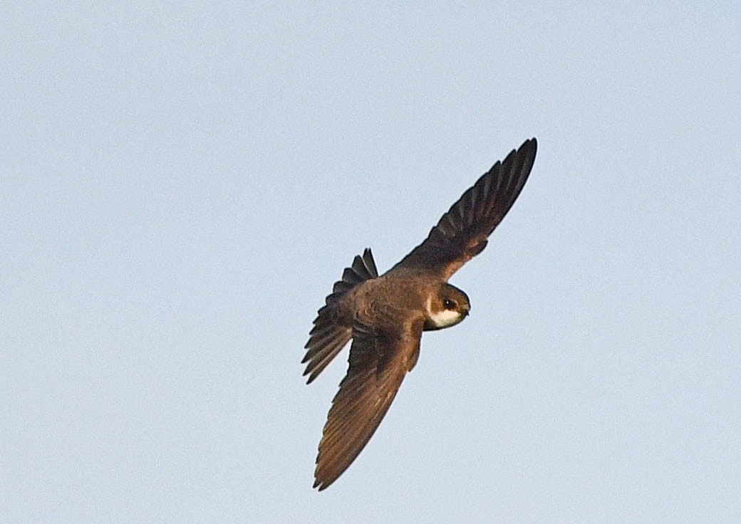 Avión Zapador - ML559948071