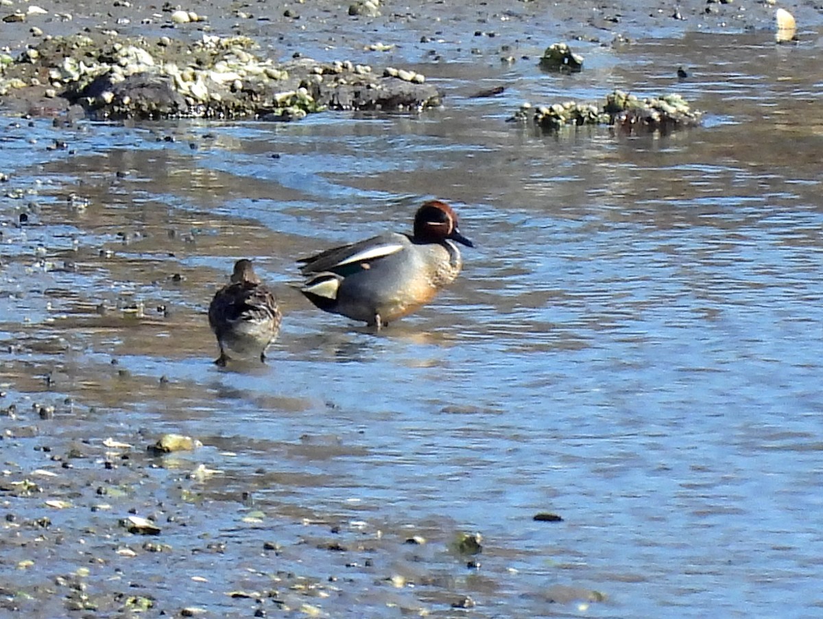 Green-winged Teal - ML559948481