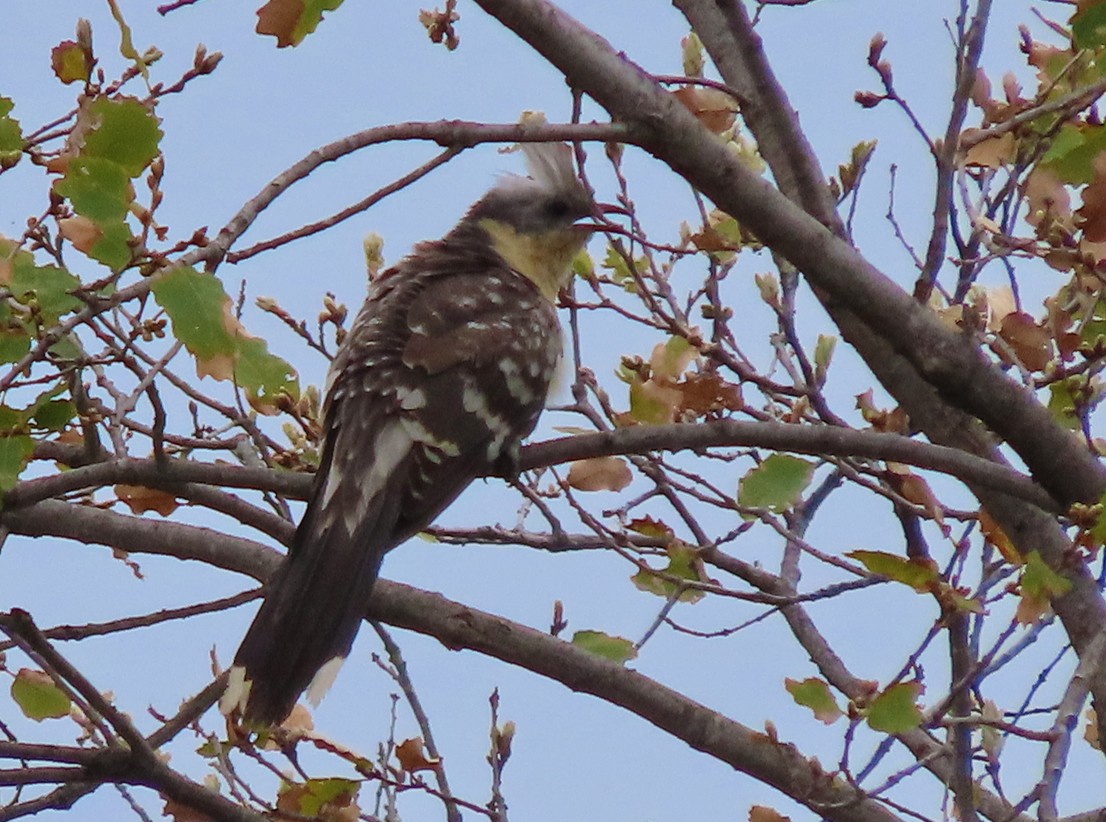 Great Spotted Cuckoo - ML559949461