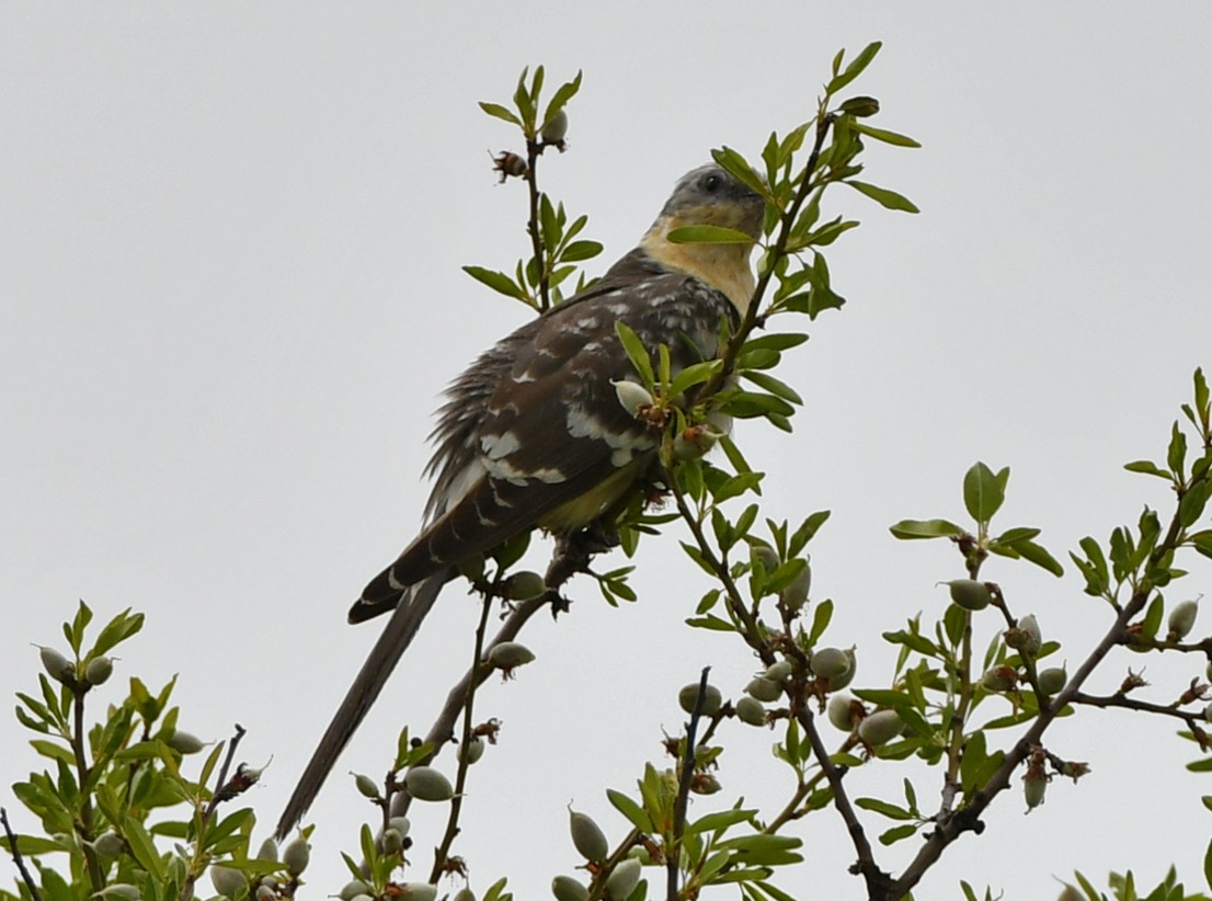 Great Spotted Cuckoo - ML559949471