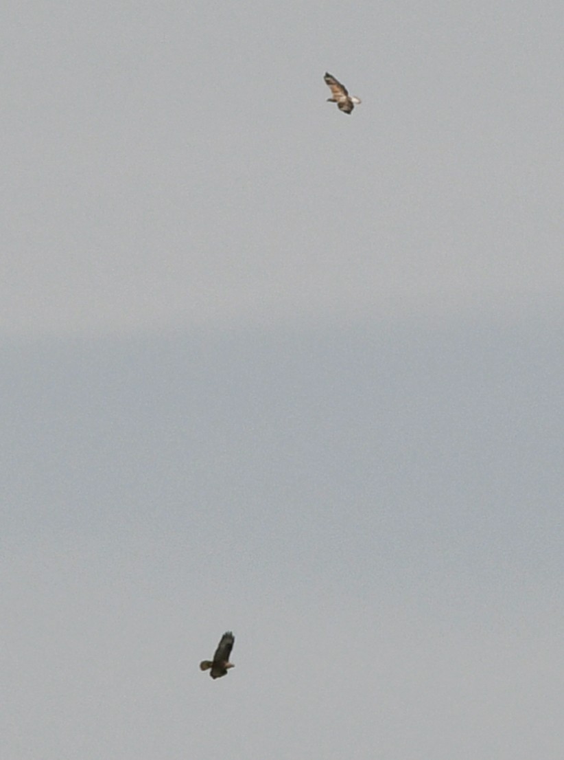 Long-legged Buzzard - ML559949671