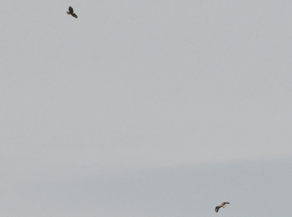 Long-legged Buzzard - ML559949691