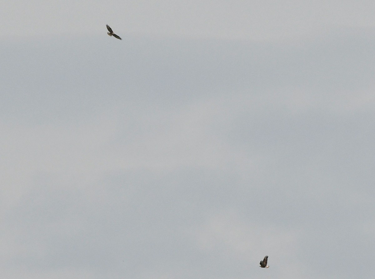 Long-legged Buzzard - ML559949701