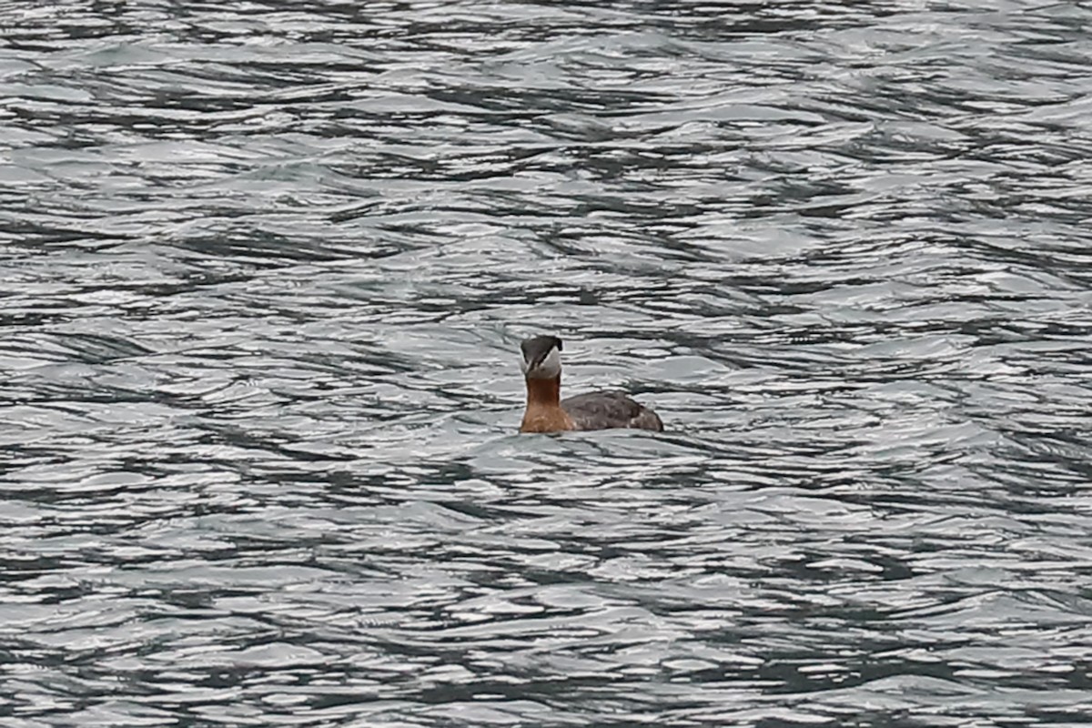 Red-necked Grebe - J Smith