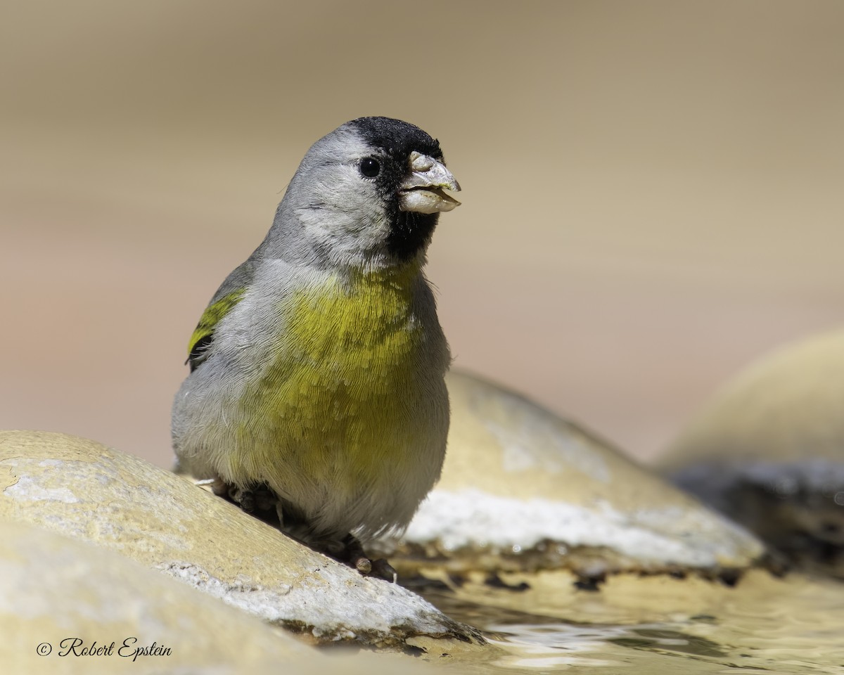 Lawrence's Goldfinch - ML559950731