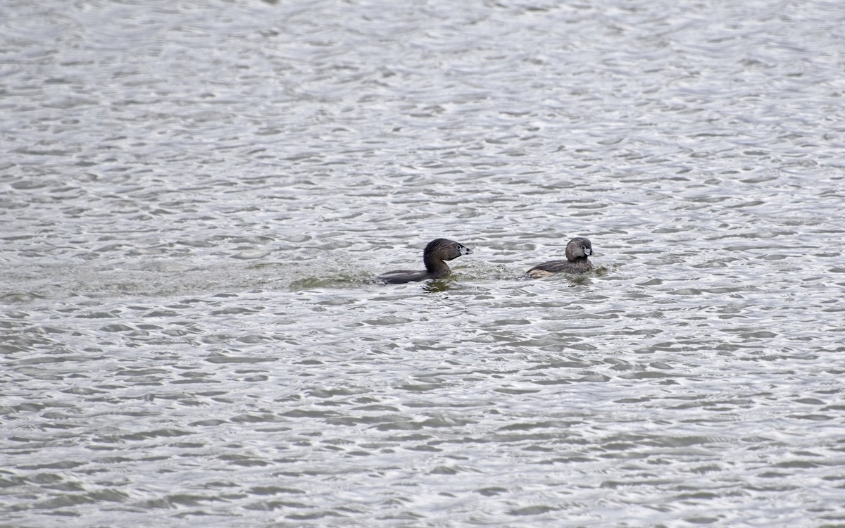 Pied-billed Grebe - ML559950921