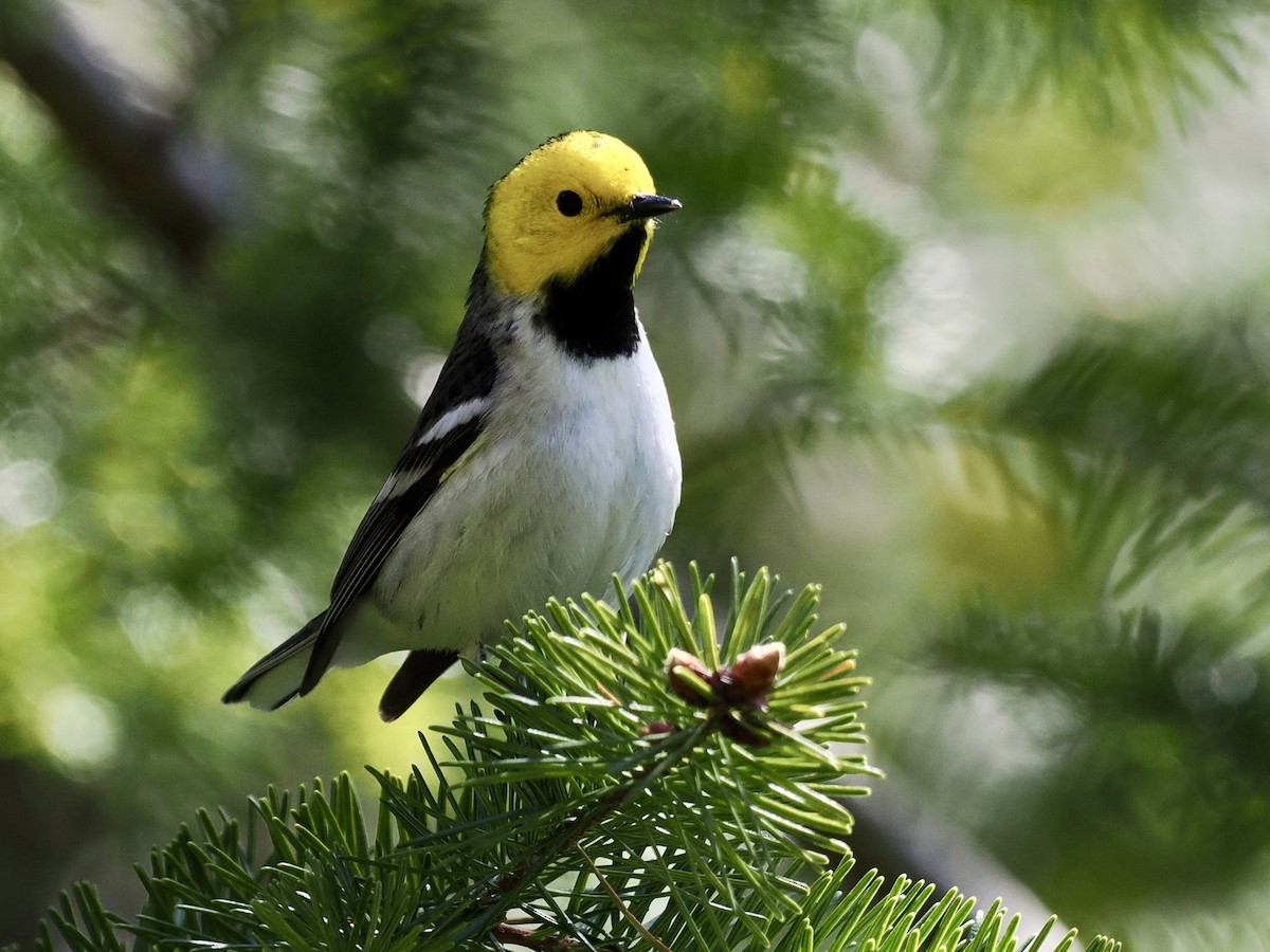 Hermit Warbler - Gabriel Willow