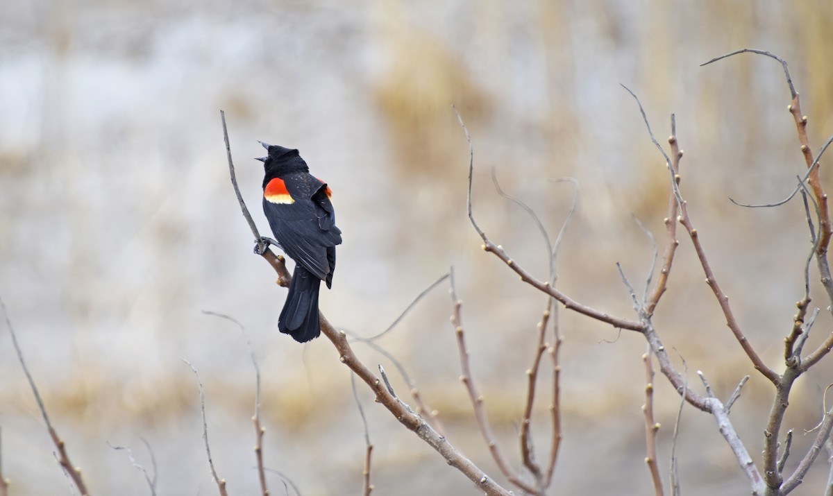 Red-winged Blackbird - ML559951501