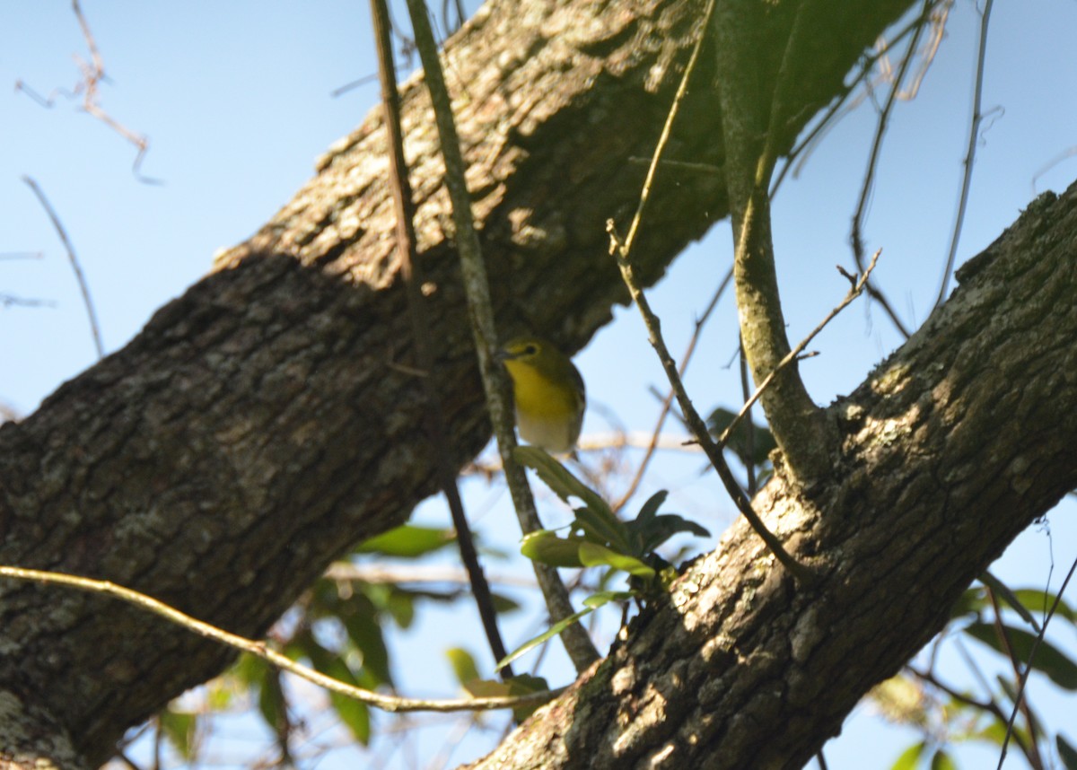 Yellow-throated Vireo - ML55995151