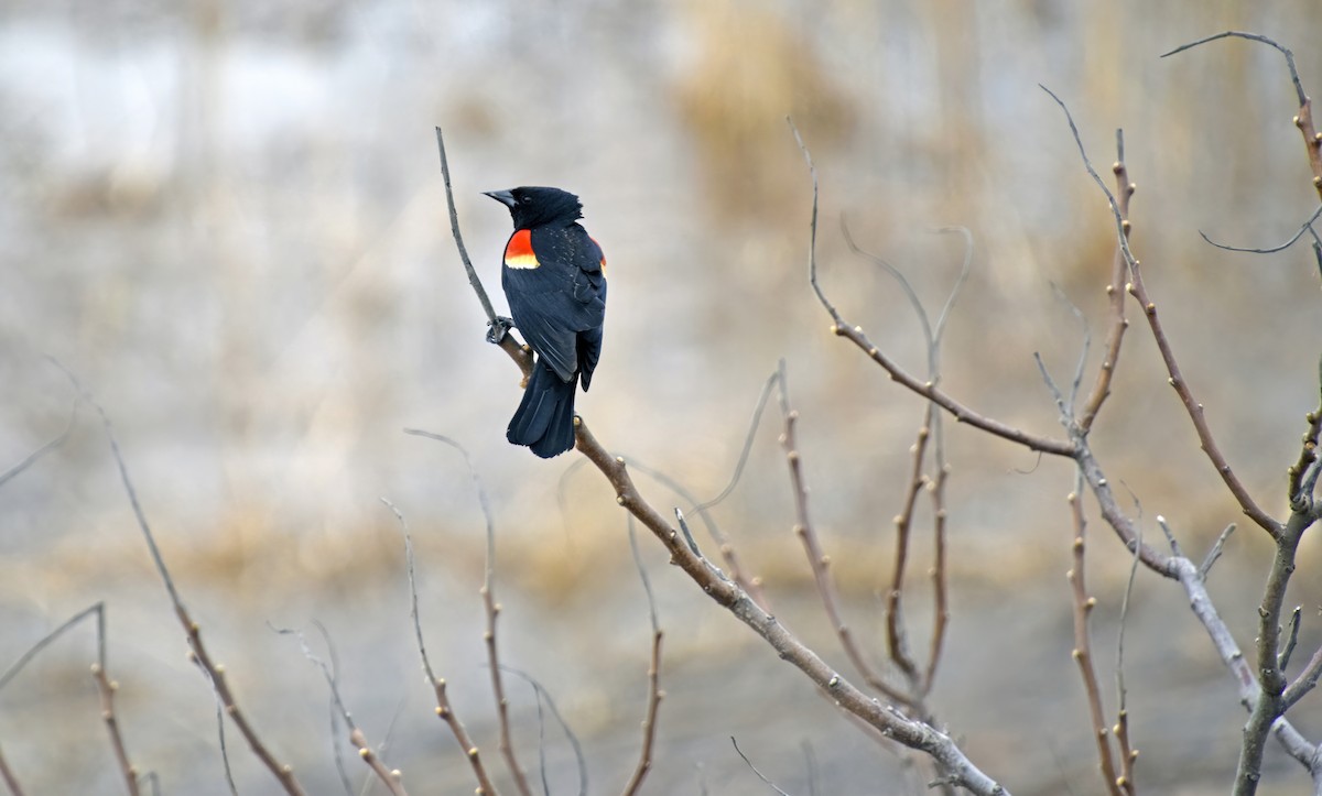 Red-winged Blackbird - ML559951511