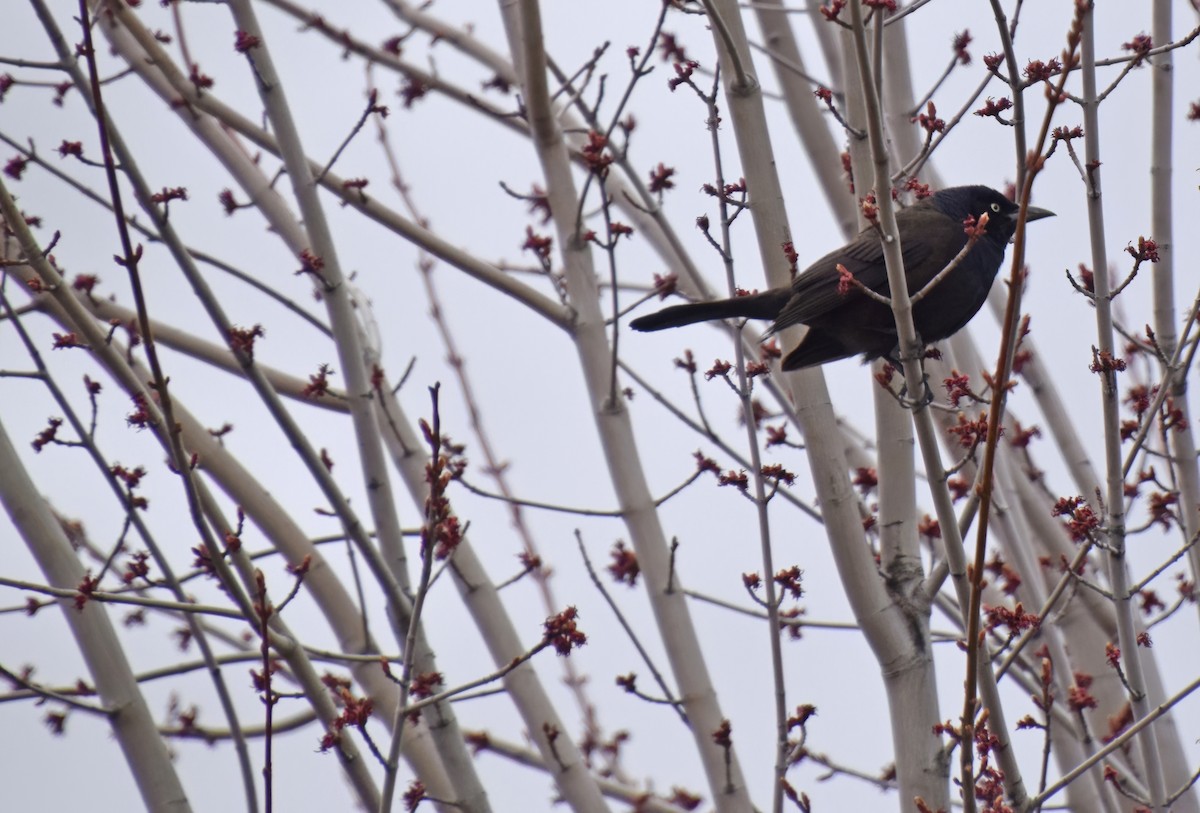 Common Grackle - ML559951791