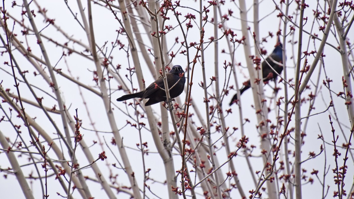 Common Grackle - ML559951801