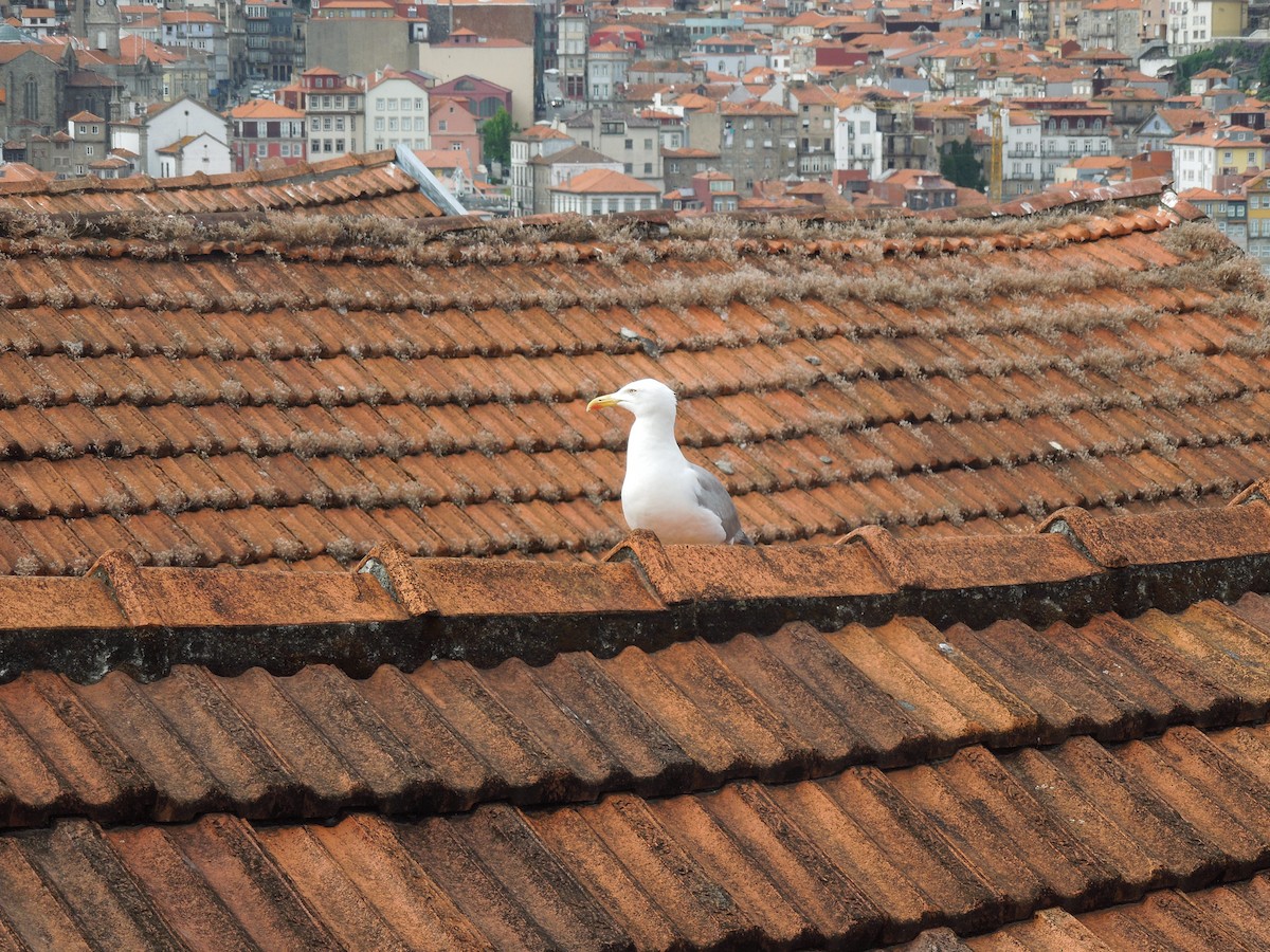 Yellow-legged Gull - ML559952361