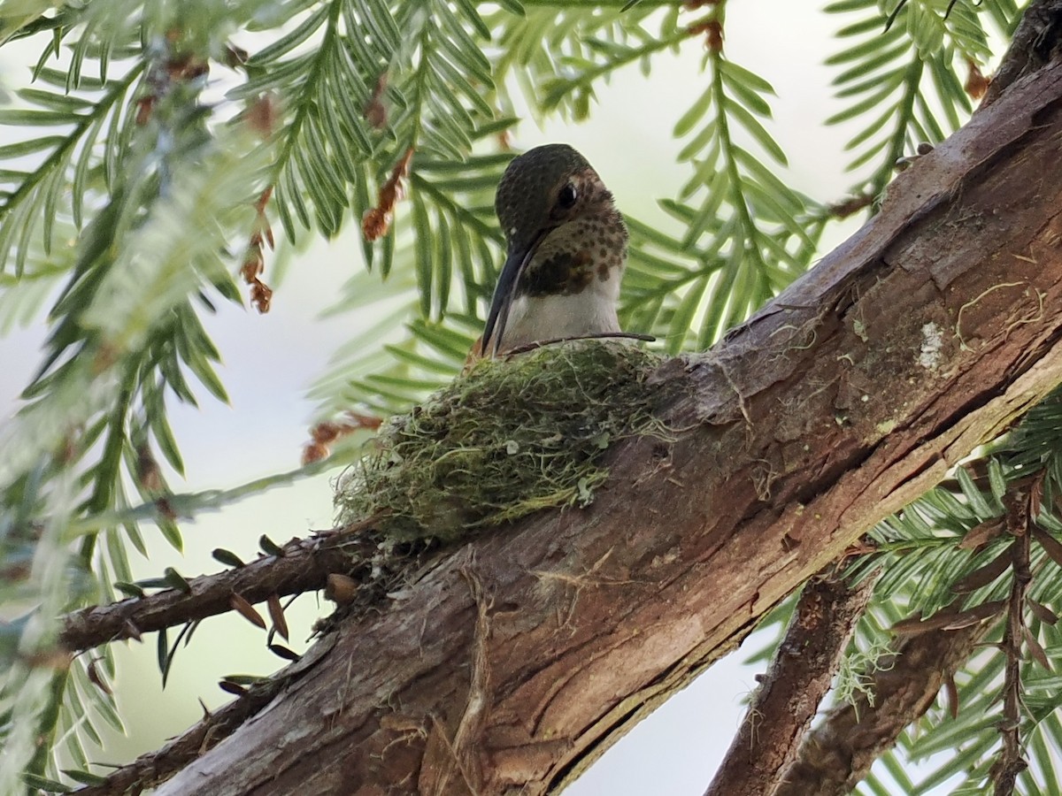 Colibrí de Allen - ML559953301