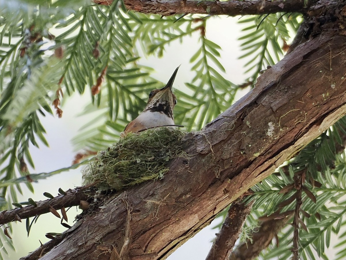 Allen's Hummingbird - Gabriel Willow