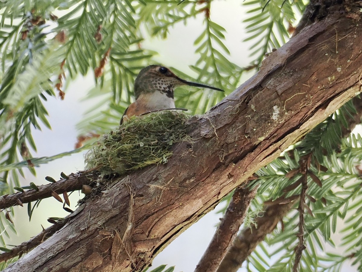 Allen's Hummingbird - ML559953321