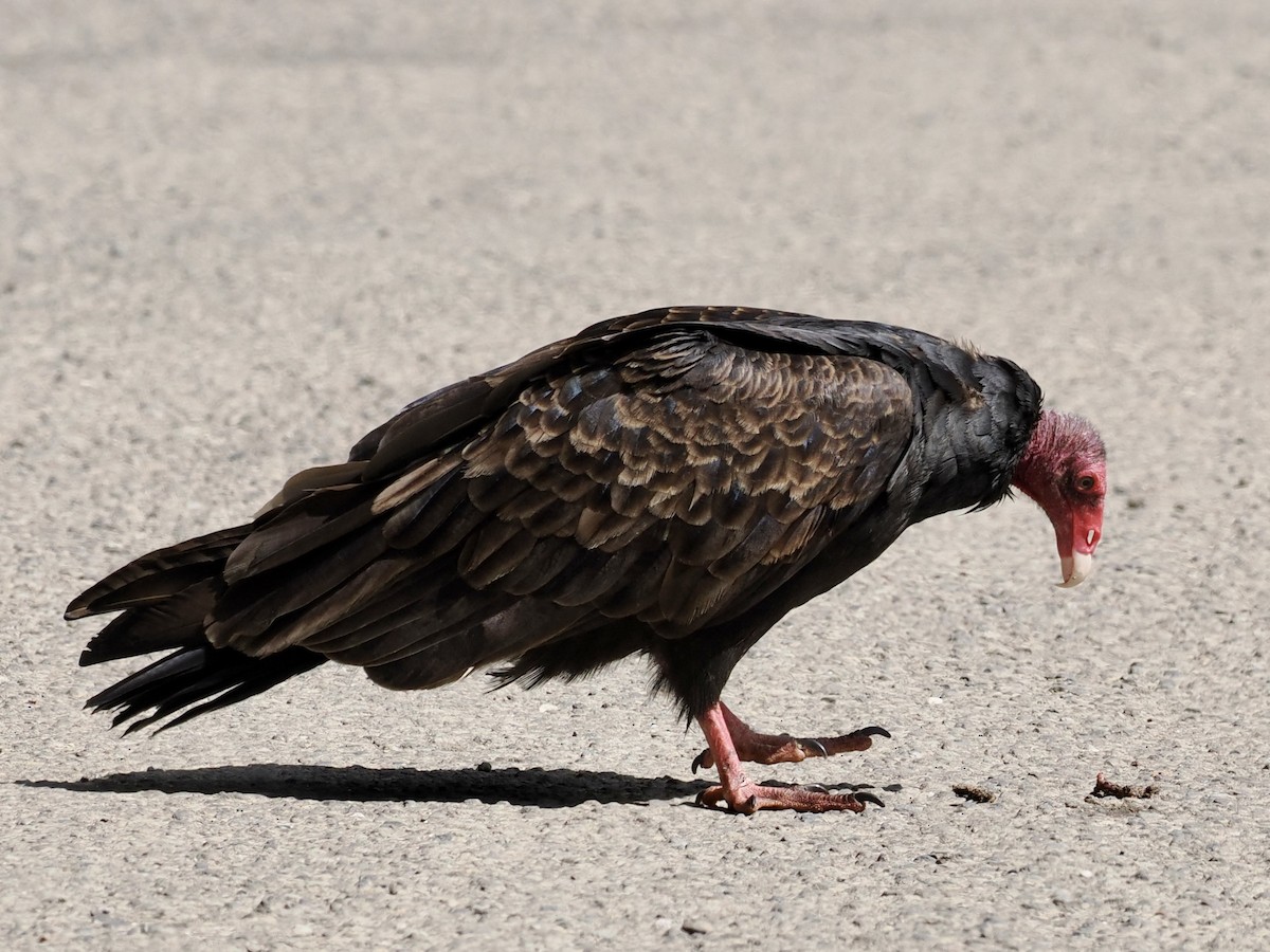 Turkey Vulture - ML559953391