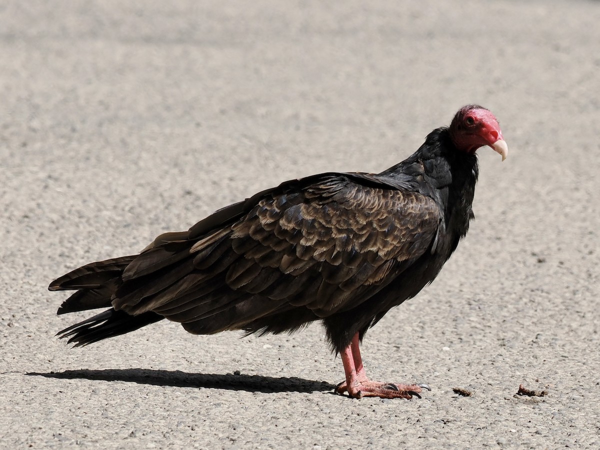 Turkey Vulture - ML559953401